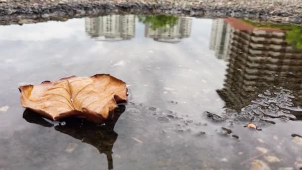 水泥地上有水的叶子和裂痕 — 图库视频影像