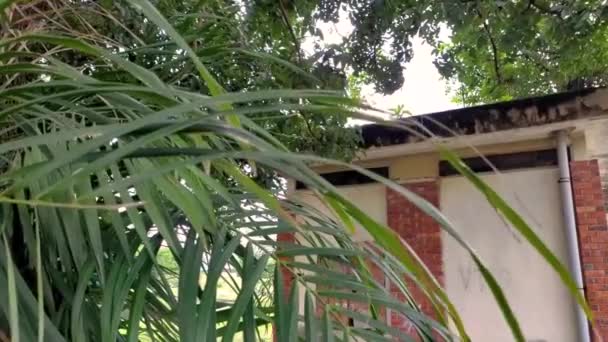 Blätter Einer Palme Bedecken Ein Verlassenes Gebäude — Stockvideo