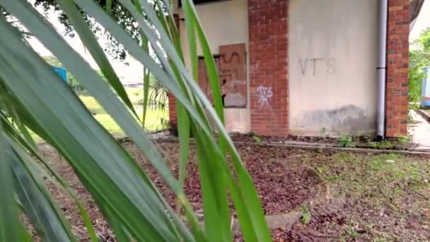Palmiye Ağacından Yapraklar Terk Edilmiş Bir Bina — Stok video