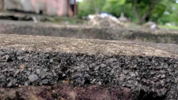 Parkta Çimento Kenarından Geçen Bir Sürü Karınca — Stok video