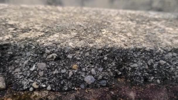 Parkta Çimento Kenarından Geçen Bir Sürü Karınca — Stok video
