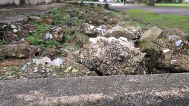 Birçok Karınca Çimento Bloğu Yüzeyinde Yürüyor — Stok video