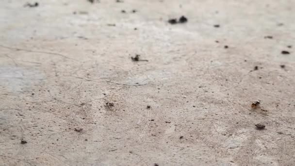 地面に散在する多くのアリ — ストック動画
