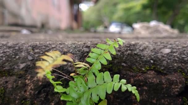 Muitas Formigas Andando Bloco Pedra Com Uma Planta — Vídeo de Stock