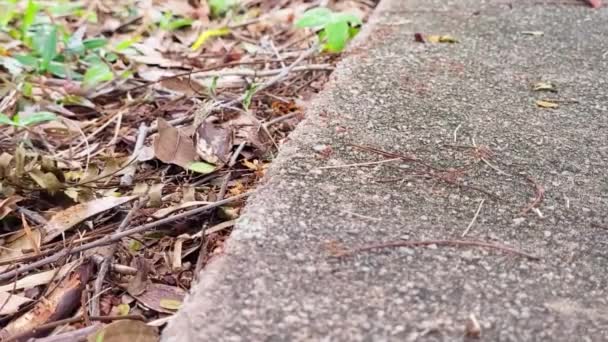 Many Red Ants Moving Stone Ground — Stock Video