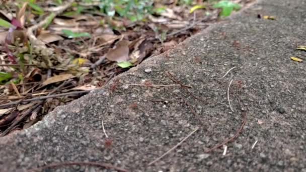 Many Red Ants Scrambling Cement Block — Stock Video