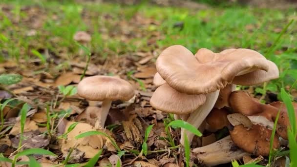 Mushrooms Ground Filled Grass — Stock Video