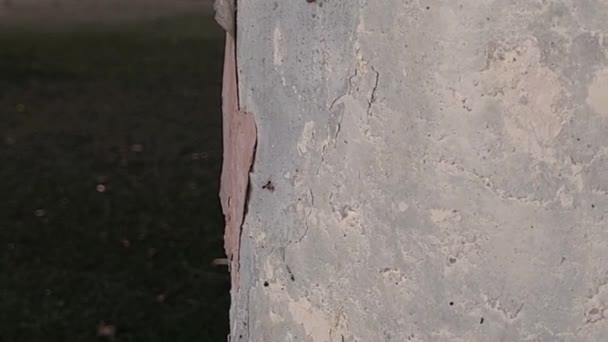 Antiguo Piso Cancha Baloncesto Con Insecto Pilar — Vídeos de Stock