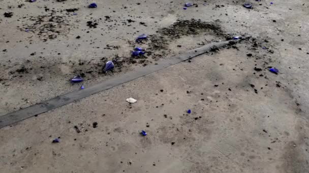 Ancien Terrain Basket Ball Avec Une Armée Fourmis — Video