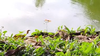 Park Lake With Many Dragon Flies Near The Bank