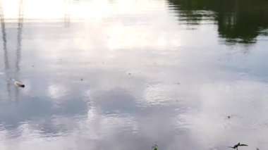Park Lake With Many Insects On The Surface