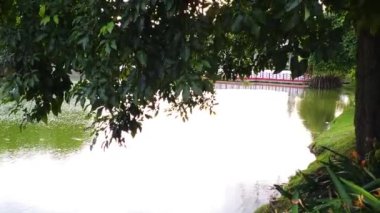  Park Lake With Tree Branches Covering The Sky.