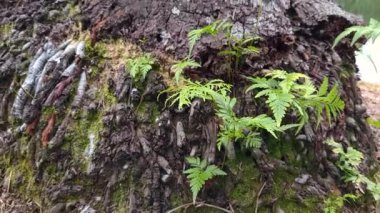  Plants At The Bottom Of A Tree Near A Lake Area