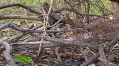 Tree Branches Stacked Near A Lake Area