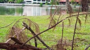 Tree Branches Stacked Near A Lake Area.