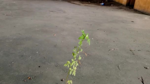 Antiguo Piso Cancha Baloncesto Con Plantas Crecimiento Paredes Graffiti — Vídeo de stock