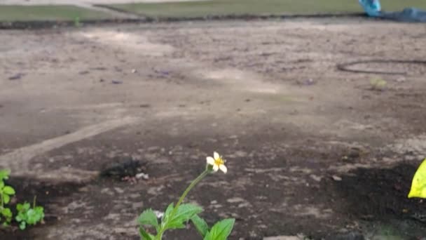 Stary Boisko Koszykówki Daisy Rośnie — Wideo stockowe