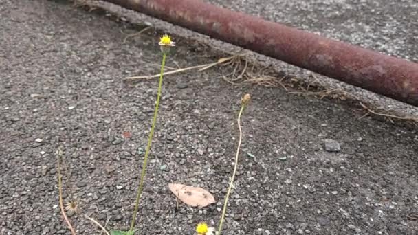 Alter Tennisplatz Mit Gelben Blumen Wächst — Stockvideo