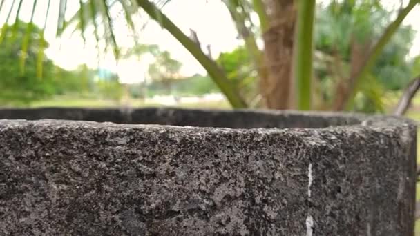 公园内水泥缸附近的棕榈树干线 — 图库视频影像