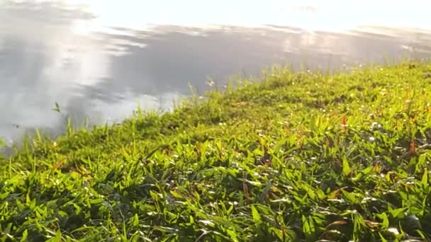 Park Area Lake Glistening Grass Sunset — ストック動画