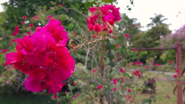 Pink Flowers Lake Area Park — 图库视频影像