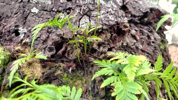 Rośliny Dnie Drzewa Owadami — Wideo stockowe