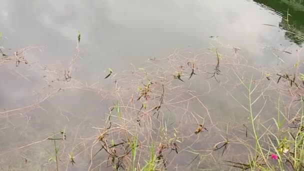 Reflection Buildings Lake Surface — Vídeo de Stock