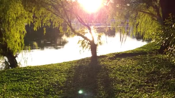 Sun Shinning Trees View Lake — ストック動画