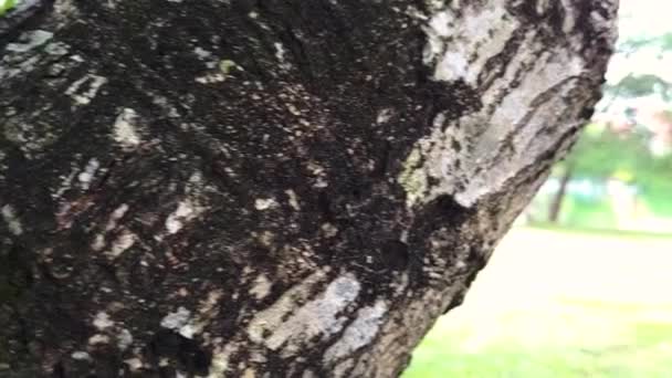 Baumstammdetails Mit Verschwommenem Hintergrund — Stockvideo