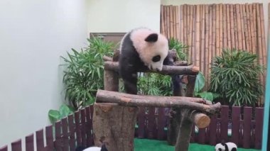 Ahşap Merdivenlerde Yürüyen Bir Panda