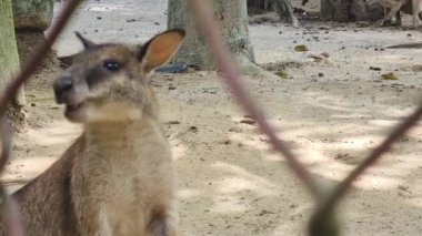 Malezya Hayvanat Bahçesinde Wallaby Yemek Yiyor
