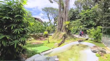 Malezya Hayvanat Bahçesindeki Güzel Berrak Alan