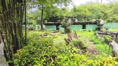 Bambu ağaçları ve çeşitli bitkilerle güzel bir hayvanat bahçesi.