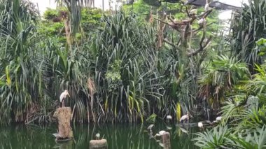 Malezya Hayvanat Bahçesindeki Yeşil Alan 'daki Kuşlar.