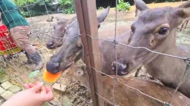 Hayvanat bahçesindeki geyik insanlar tarafından besleniyor.