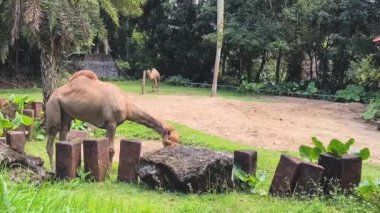 Dromedary Develeri Malezya Hayvanat Bahçesinde Çim Yiyiyor