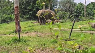 Malezya Hayvanat Bahçesindeki Çimenli Bölgedeki Filler.