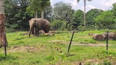 Malezya Hayvanat Bahçesinde Yürüyen Filler