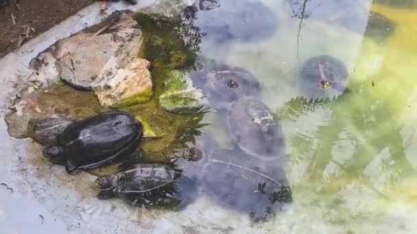 Grupo Tartarugas Bebê Sentadas Idly Uma Lagoa — Vídeo de Stock