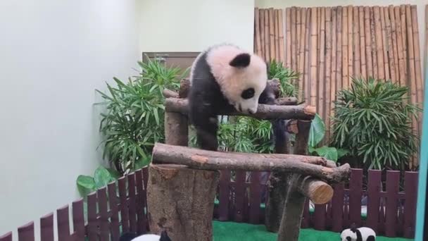 Panda Adorably Walking Wooden Steps — Stok Video