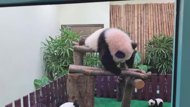 マレーシアの動物園で遊ぶパンダ — ストック動画