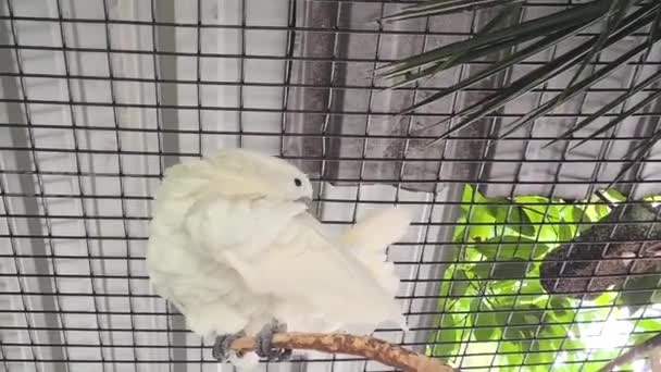 Svavel Crested Cockatoo Bur Skrapa Sig Själv — Stockvideo