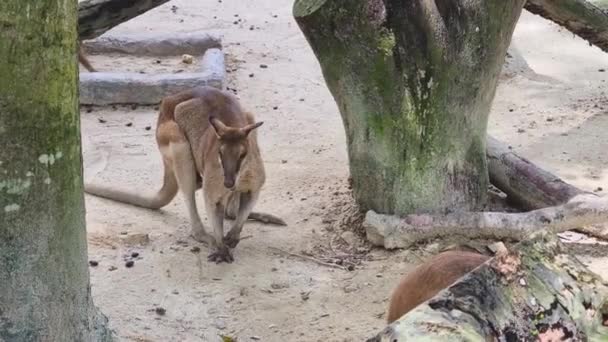 Wallaby Mastigar Algo Coberto Insetos — Vídeo de Stock