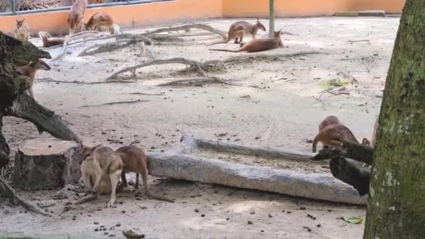 Malezya Hayvanat Bahçesinde Wallaby Cemaati — Stok video