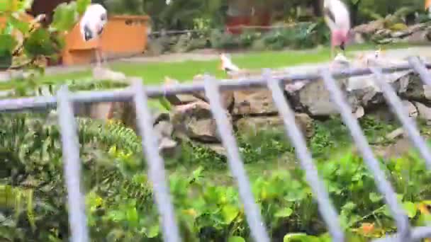 Ptáci Žlutými Zobáky Bílým Peřím Zoo — Stock video