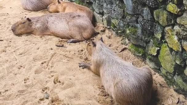 Capybaras Rustend Een Zandgrond — Stockvideo