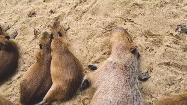 動物園の砂の地面で眠るCapybaras — ストック動画