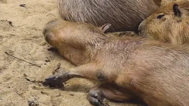 動物園で休息と睡眠Capybaras — ストック動画