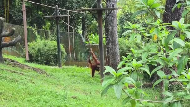 Chimpanzé Pendurado Tronco Comer — Vídeo de Stock
