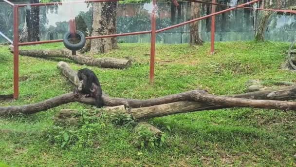 Schimpanse Kratzt Sich Malaysischem Zoo — Stockvideo